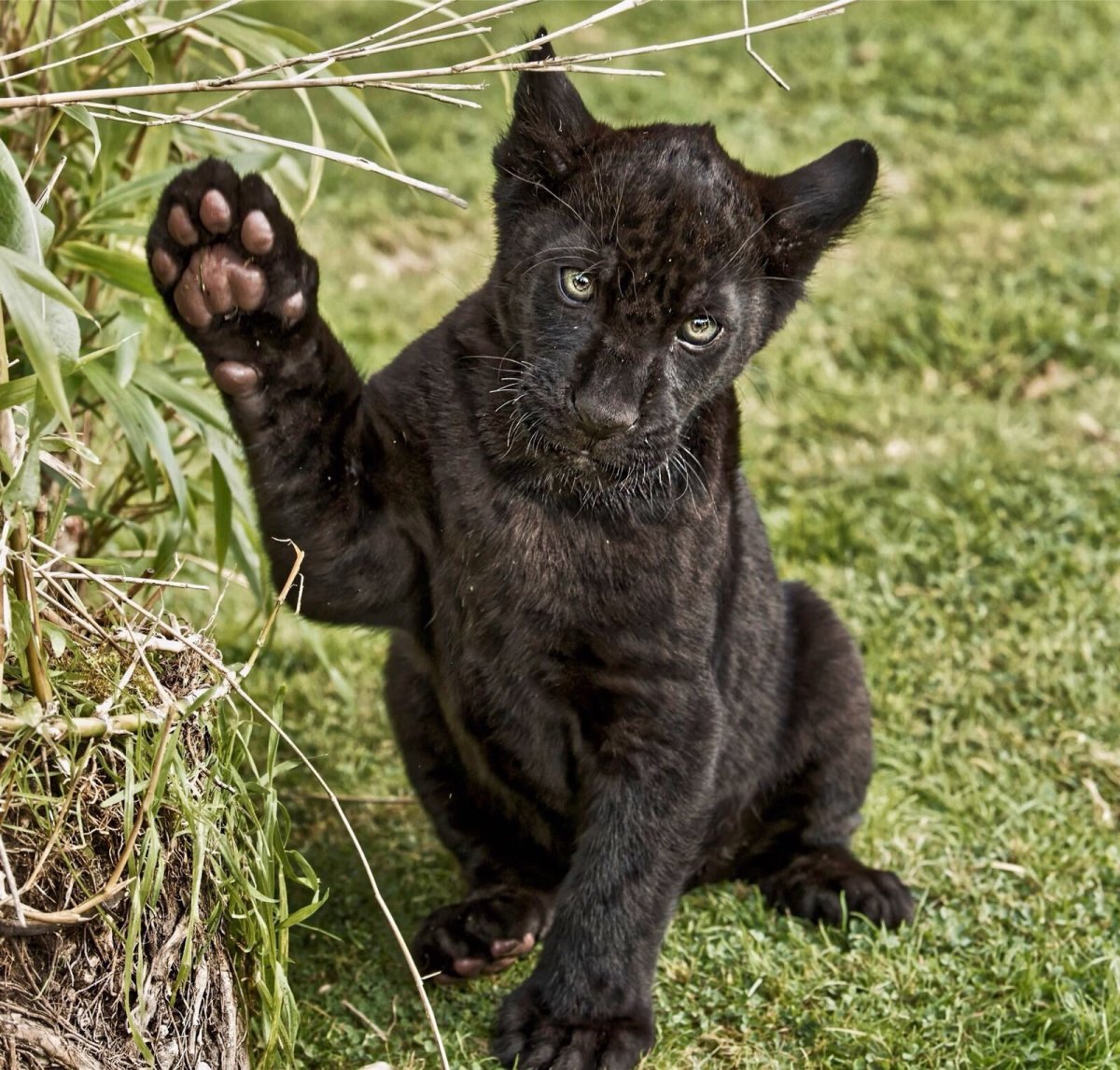 Карлик из цирка