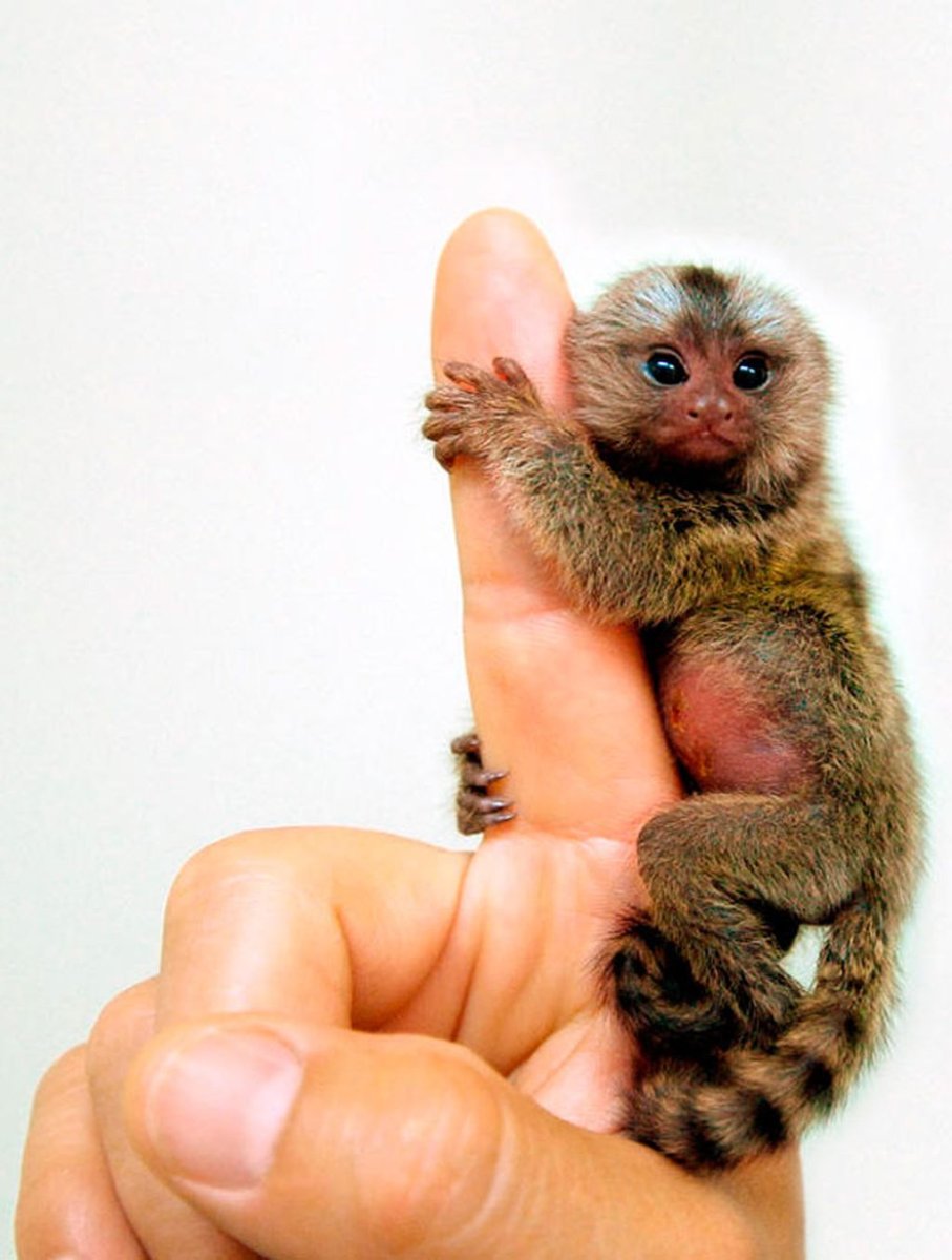 Карликовый чихуахуа