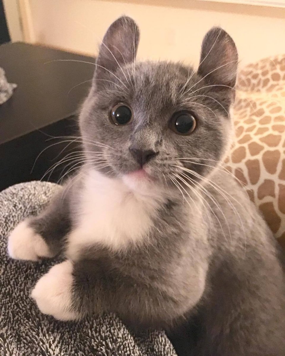 Манчкин кошка короткошерстная