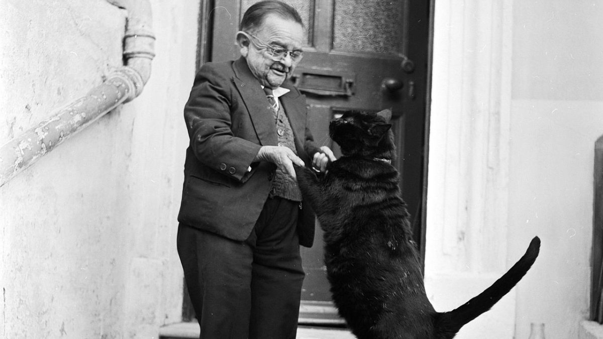 Карликовый Лев