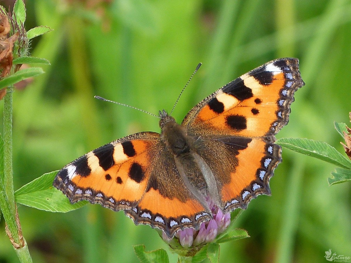 Бабочка крапивница на Урале