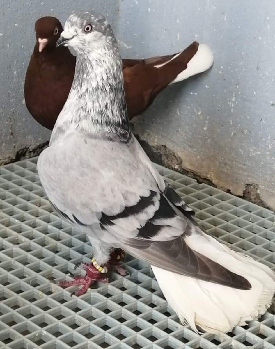 Порода цветных голубей