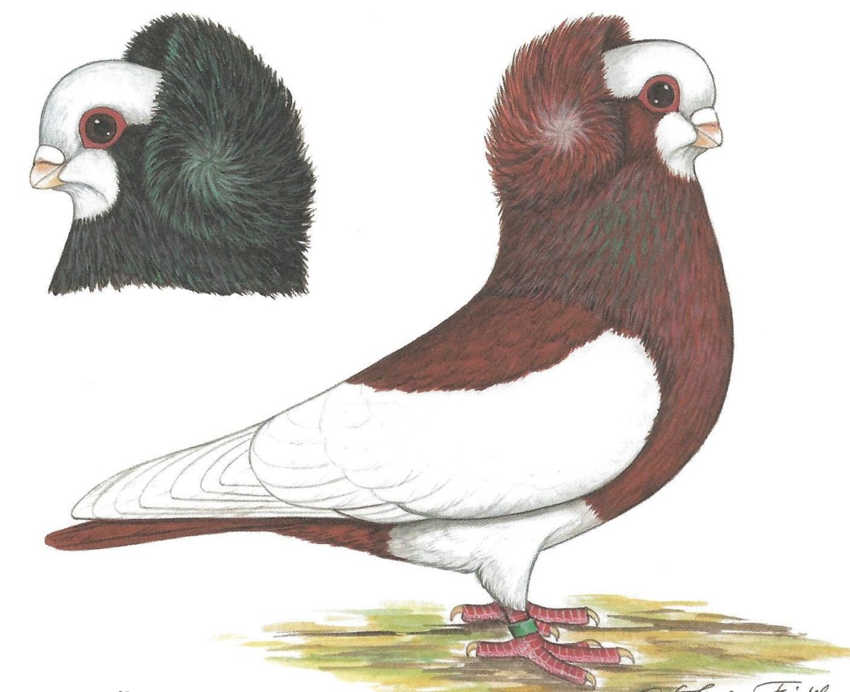 ΠΕΡΙΣΤΈΡΙΑ Pigeon