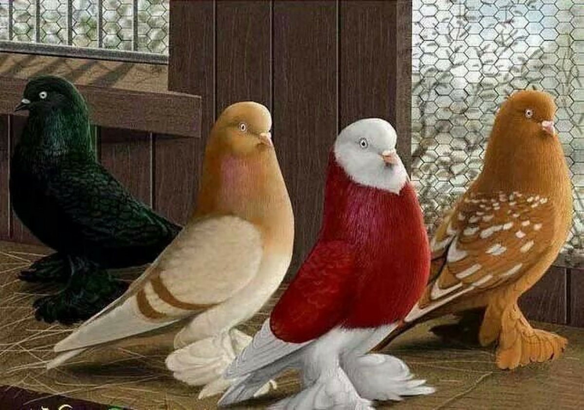 Богемская космоногая