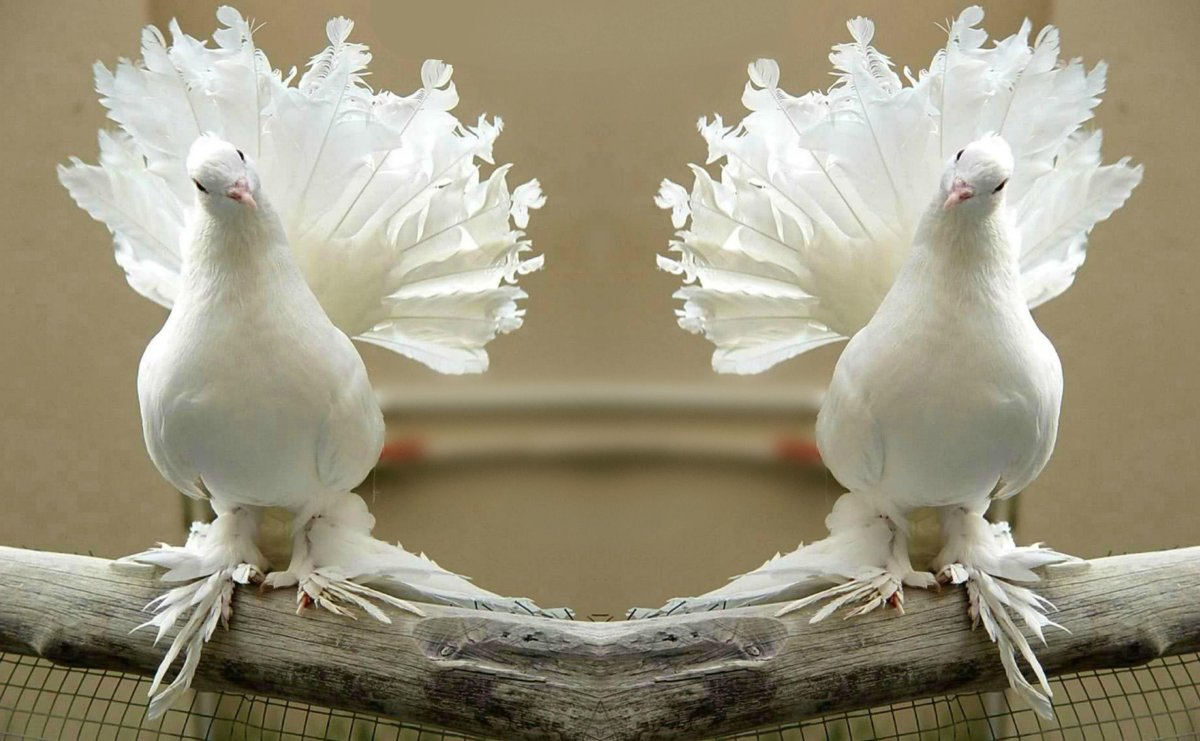 Голуби породы Павлин