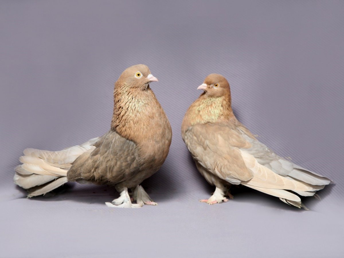 Декоративные и статные голуби