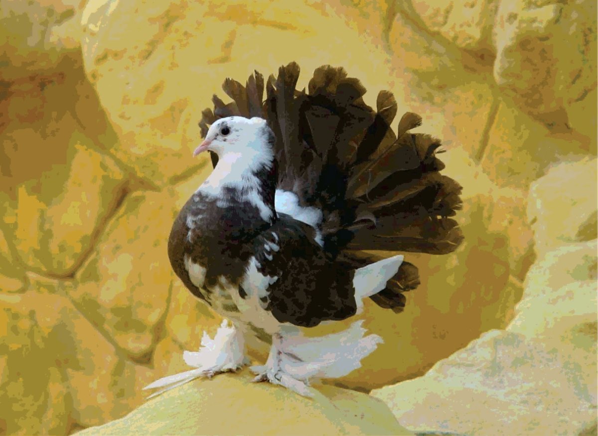 Fantail голубь