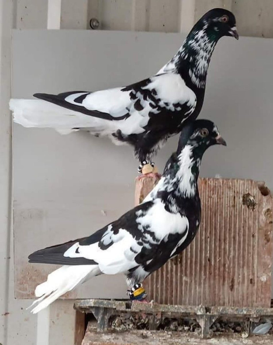 Голуби породы Павлин