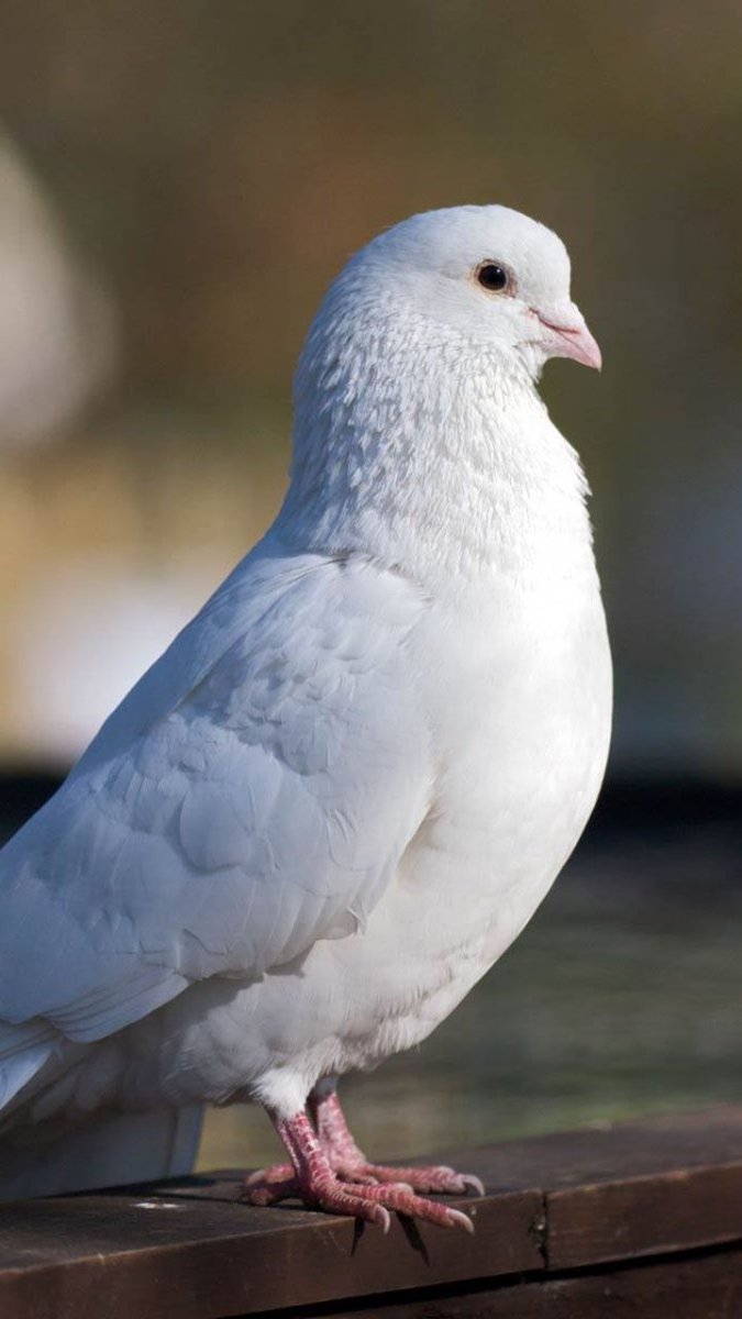 Белый голубь