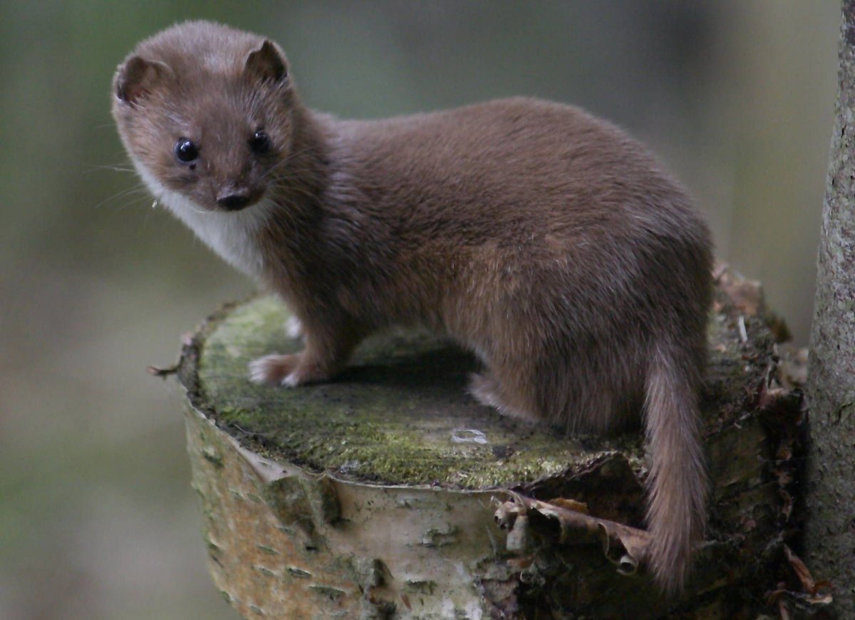 Ласка (Mustela nivalis)