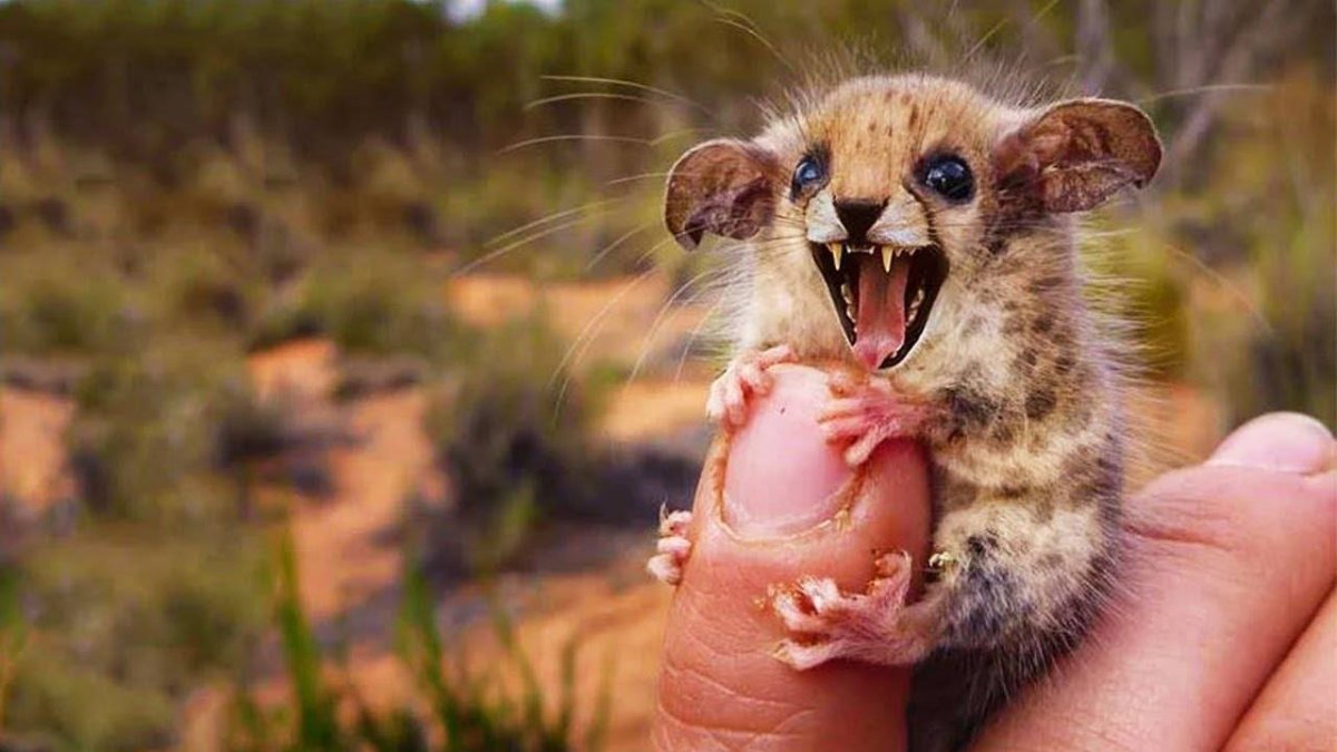 Австралийский карликовый опоссум