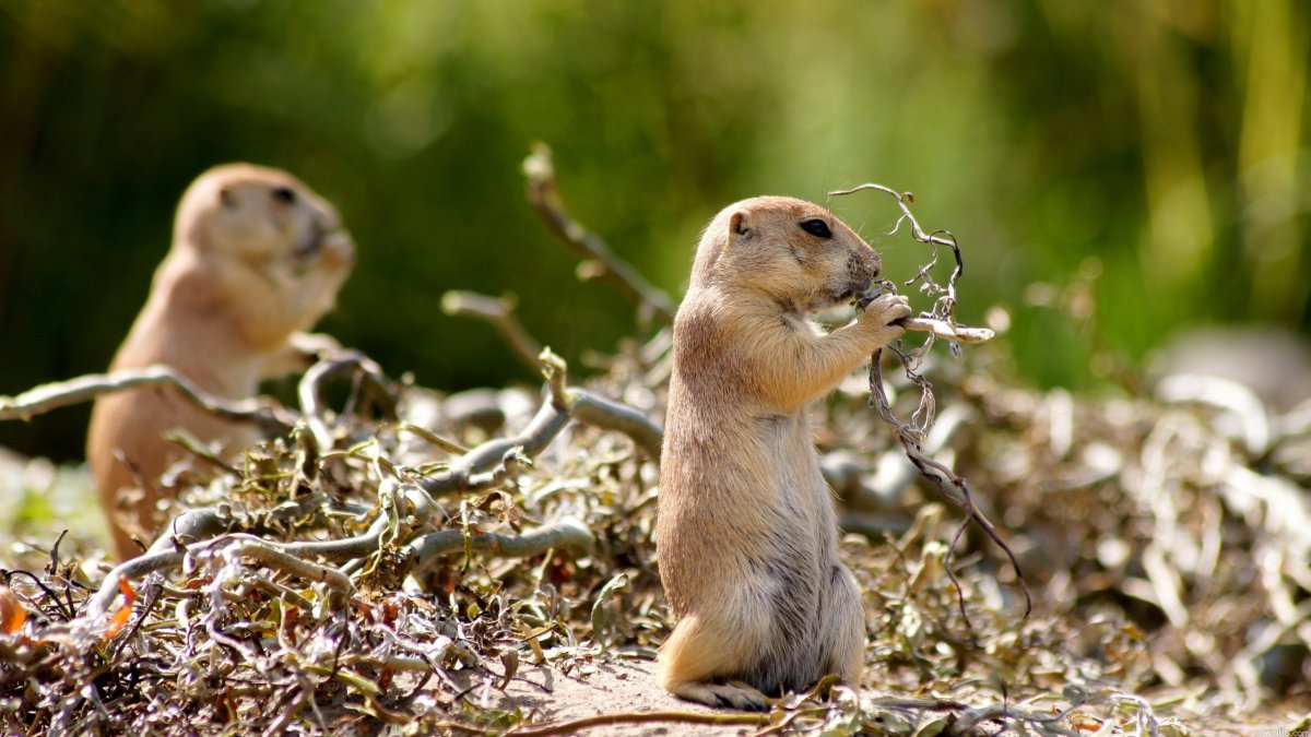 Суслик и сурок