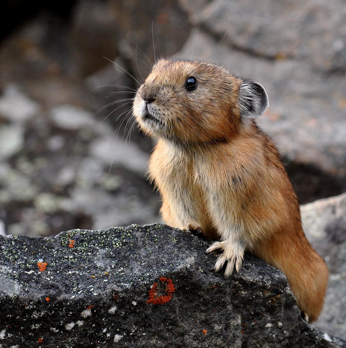 Илийская пищуха