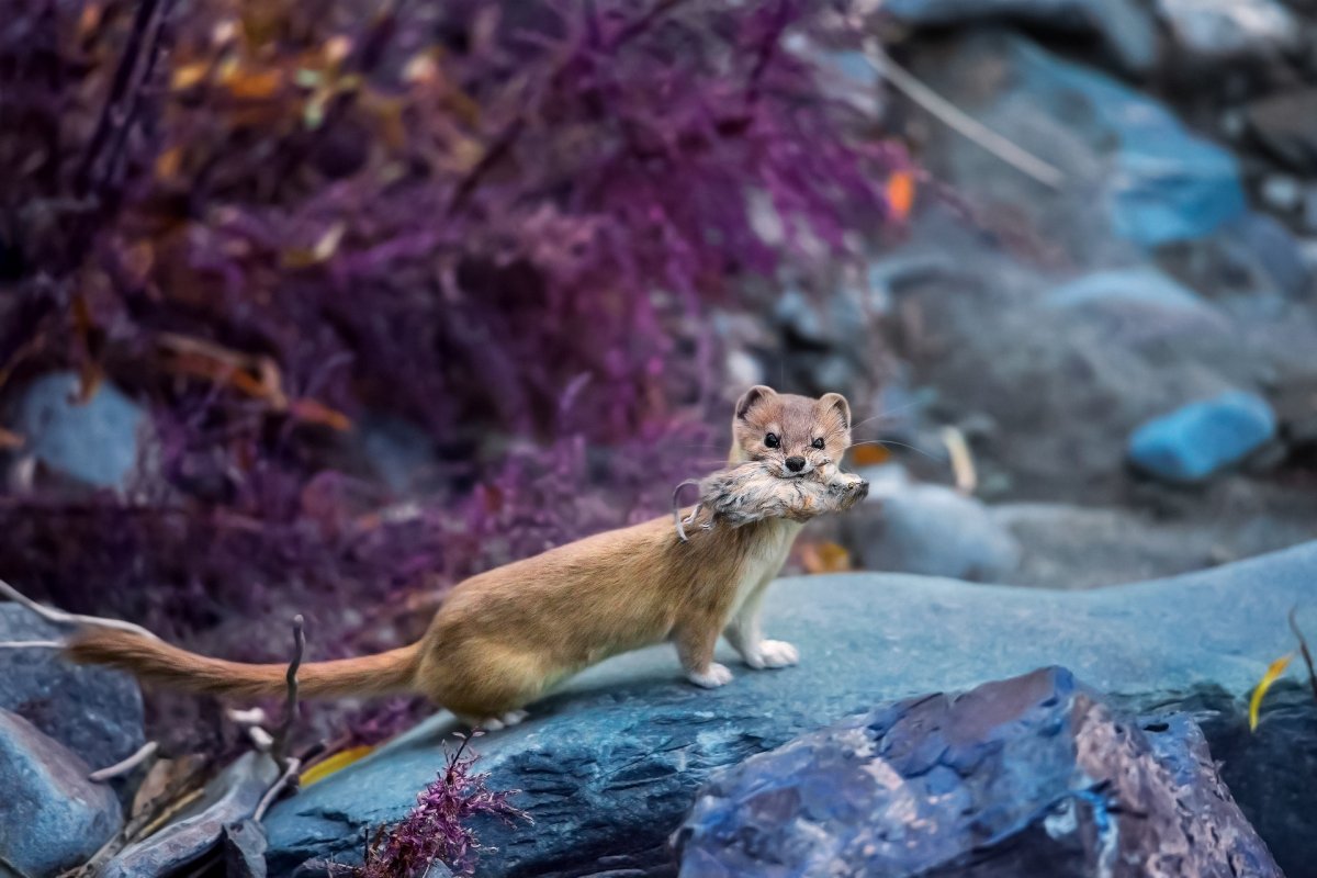 Солонгой Забайкальский