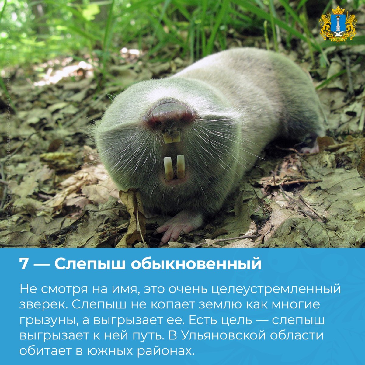 Малоглазый слепыш