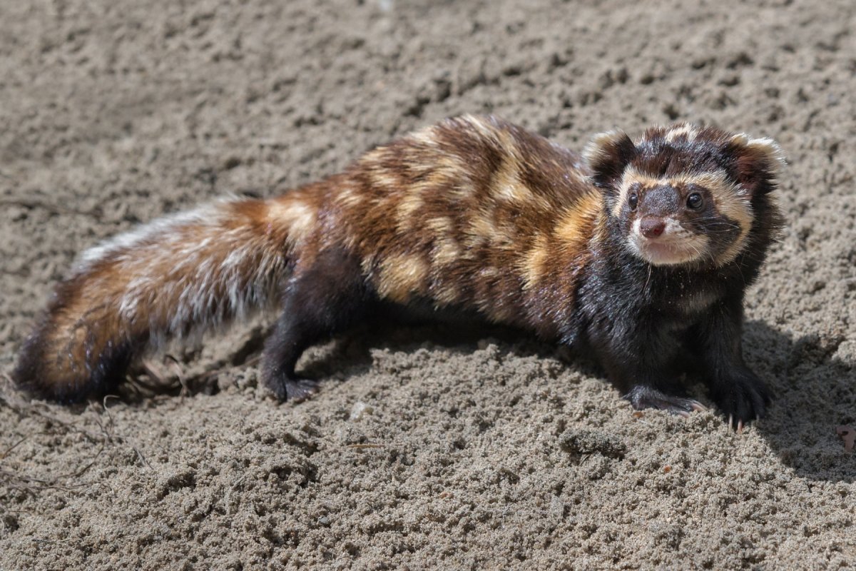 Южнорусская перевязка