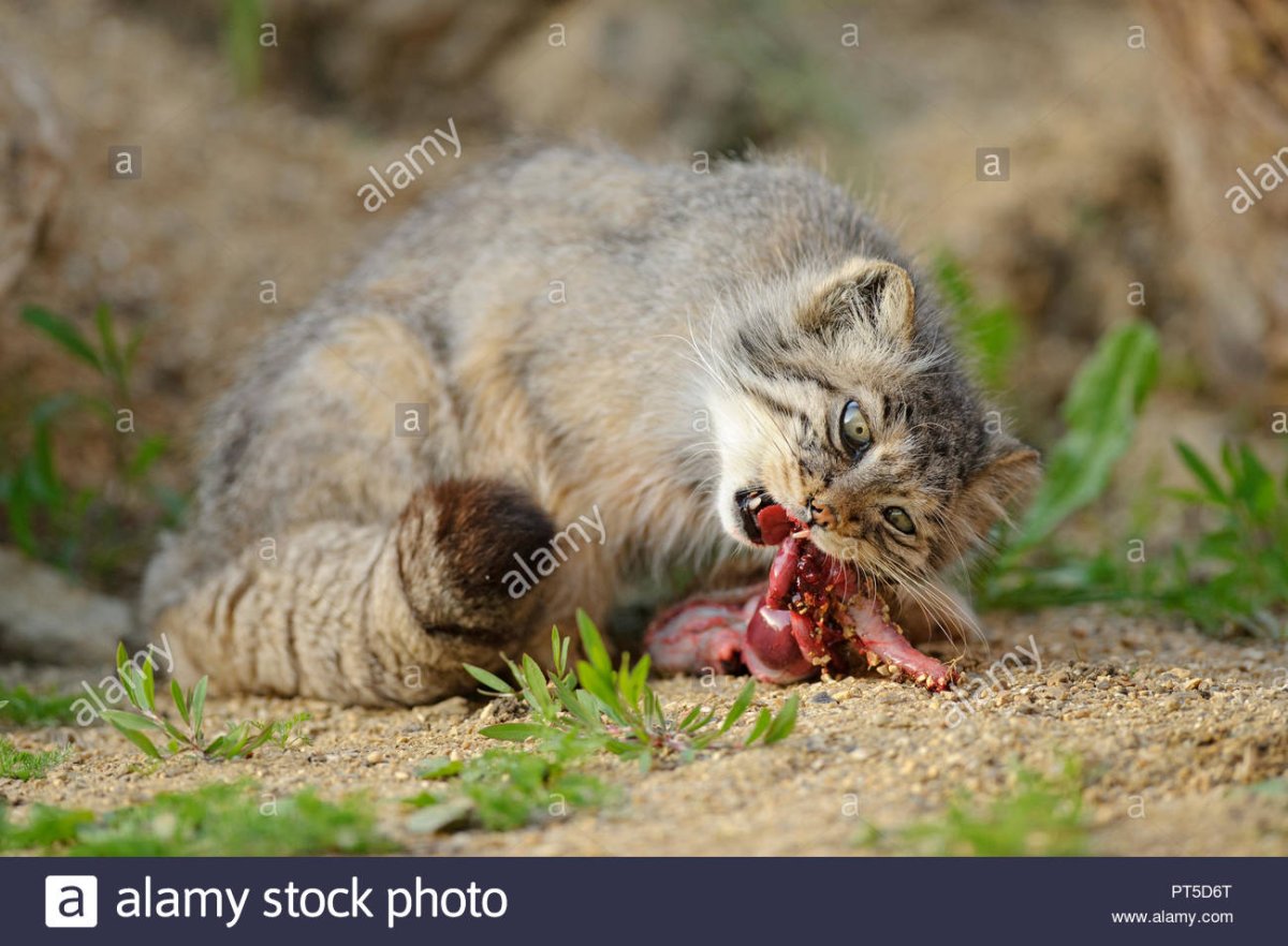 Дикий кот Манул охотится