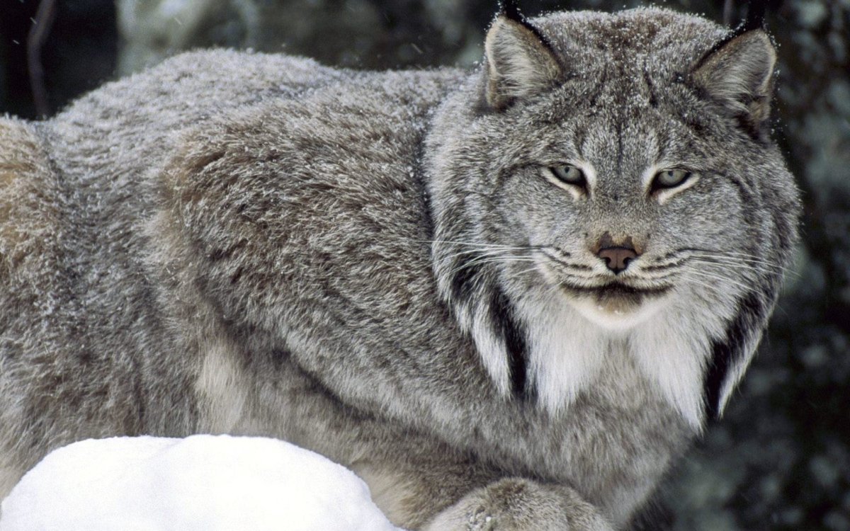 Канадская Рысь Бобкэт