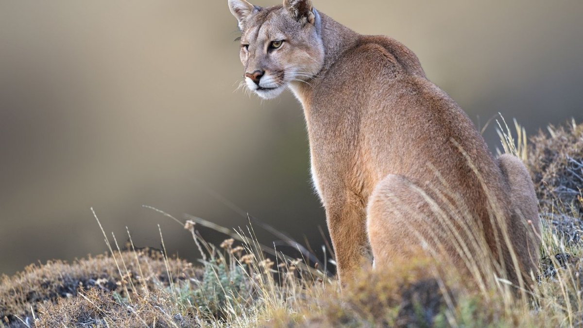 Саблезубый Кугуар