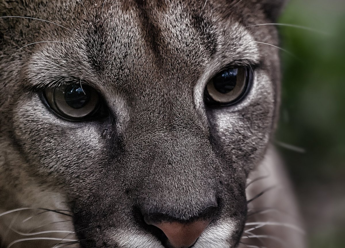 Кавказская Пума