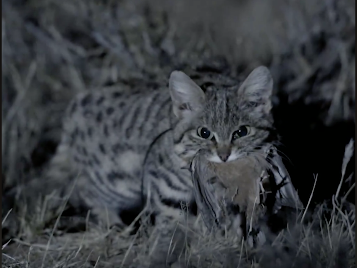 Канадская Рысь