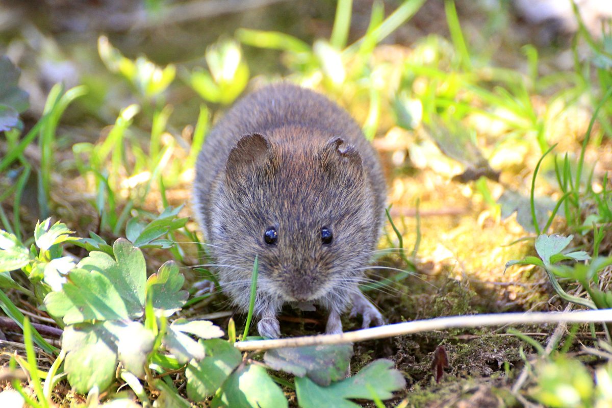 Прометеева полевка