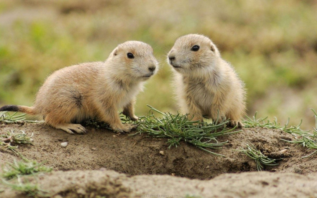 Обыкновенная полёвка на лугу