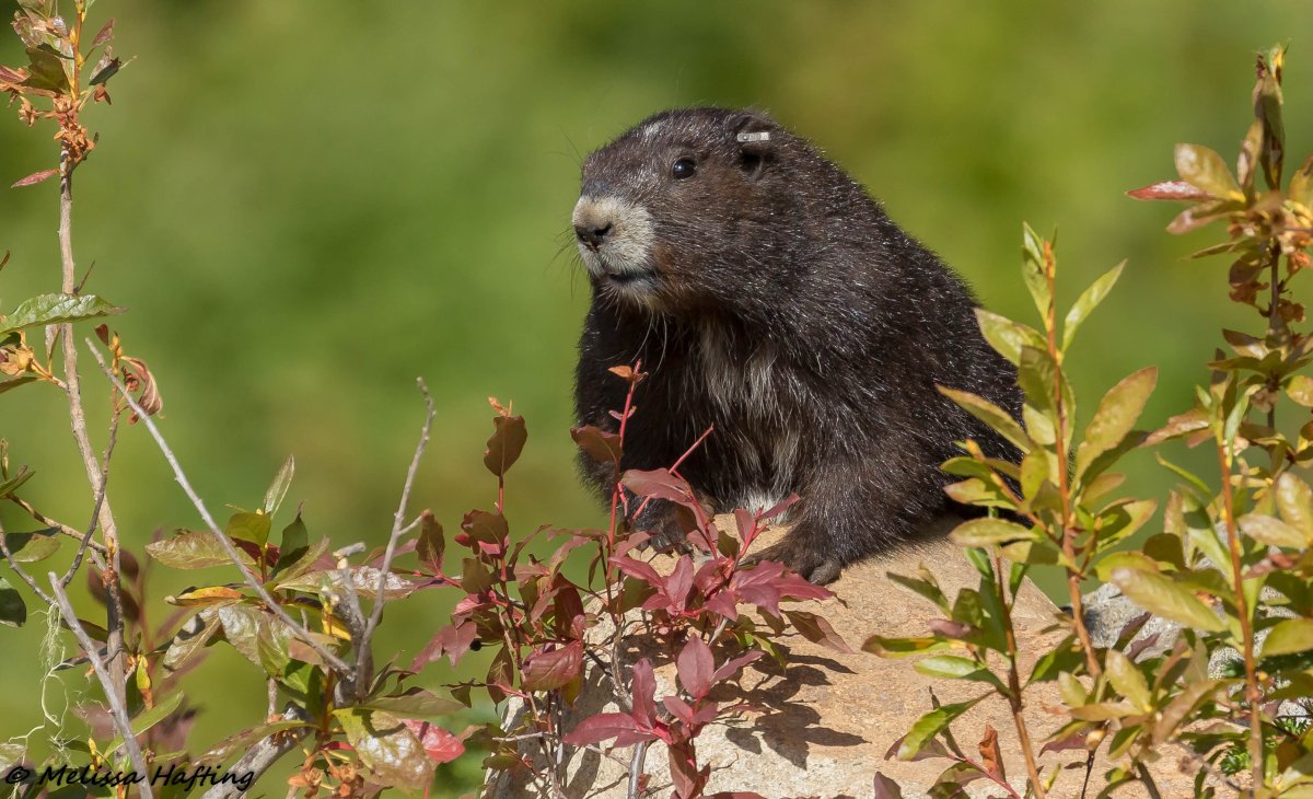 Местообитание грызунов