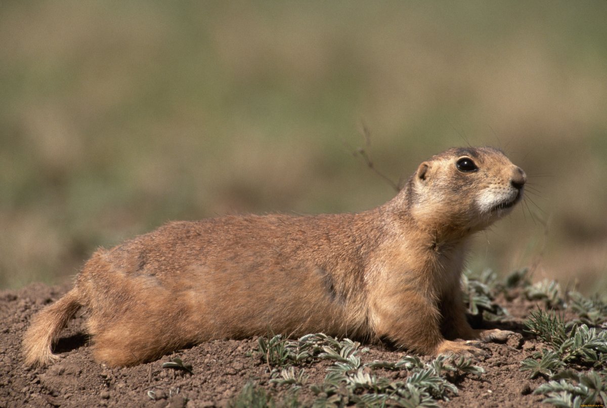 Spermophilus citellus