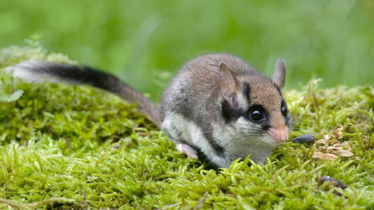 Лесной хомяк карбыш