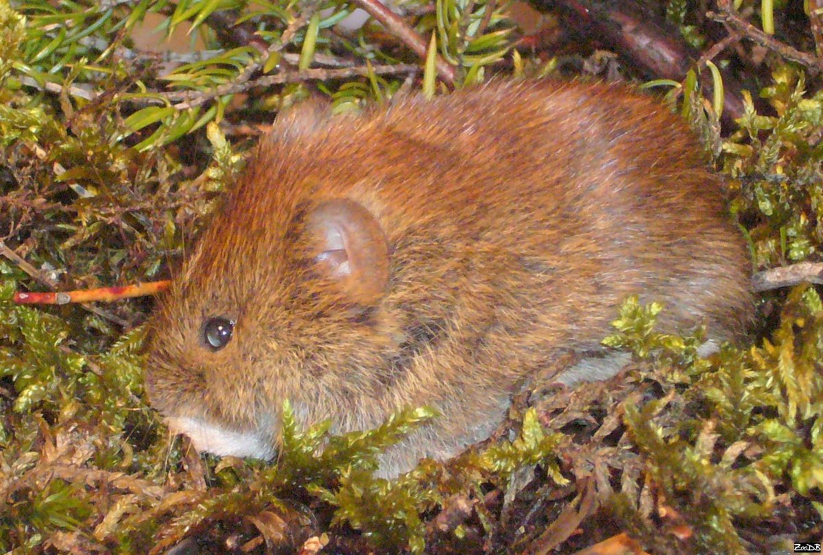 Желтогорлая Лесная мышь и Степная