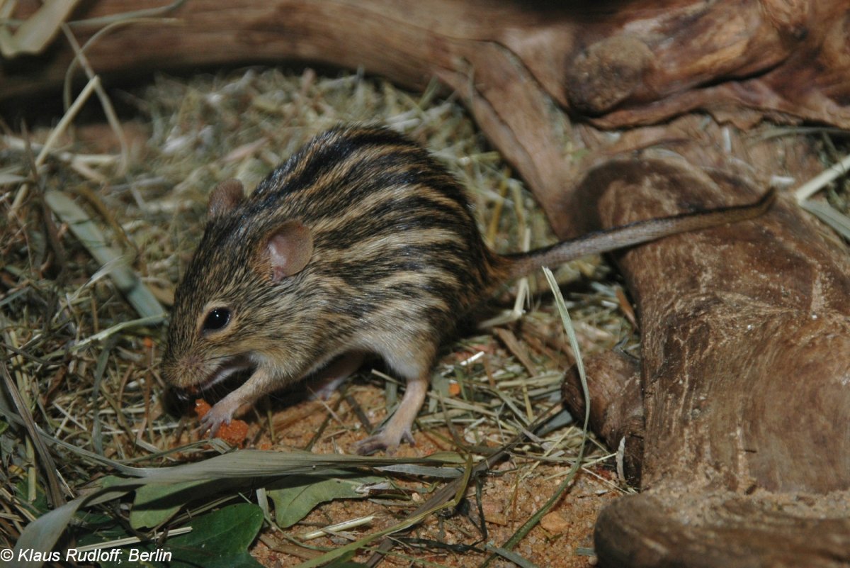 Обыкновенный хомяк Cricetus Cricetus