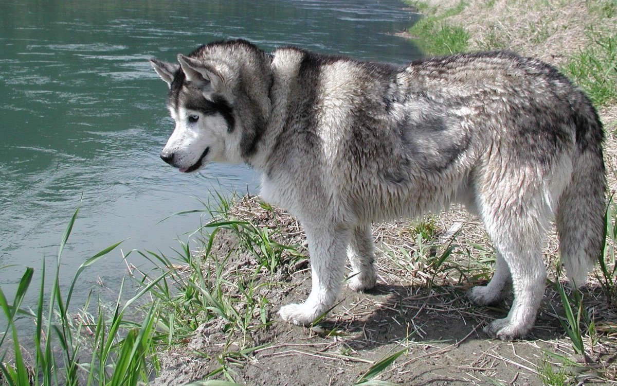 Аляскинский маламут серый