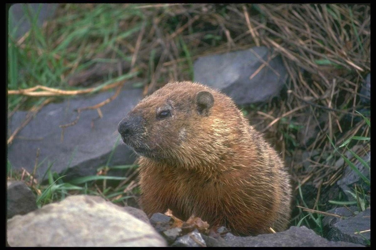 Полевка Миддендорфа