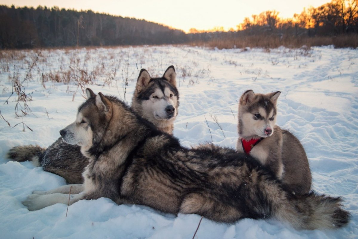 Аляскинский маламут и волк