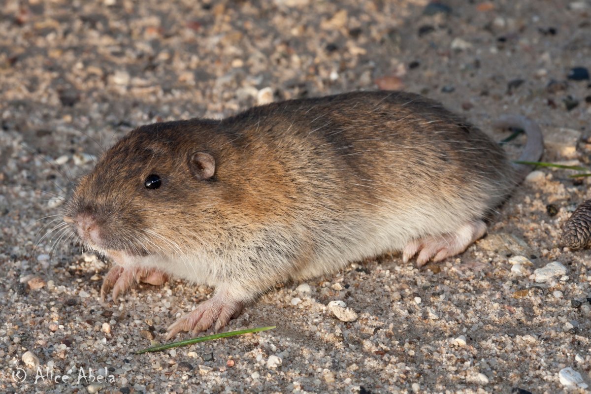 Гоферовые Geomyidae