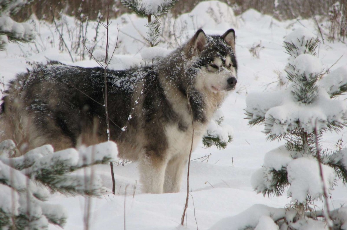 Маламут и кот