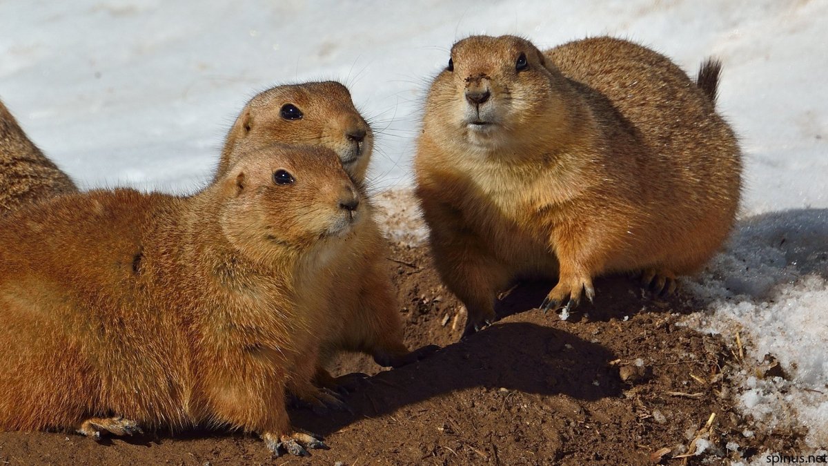 Лесная мышь (Apodemus sylvaticus)