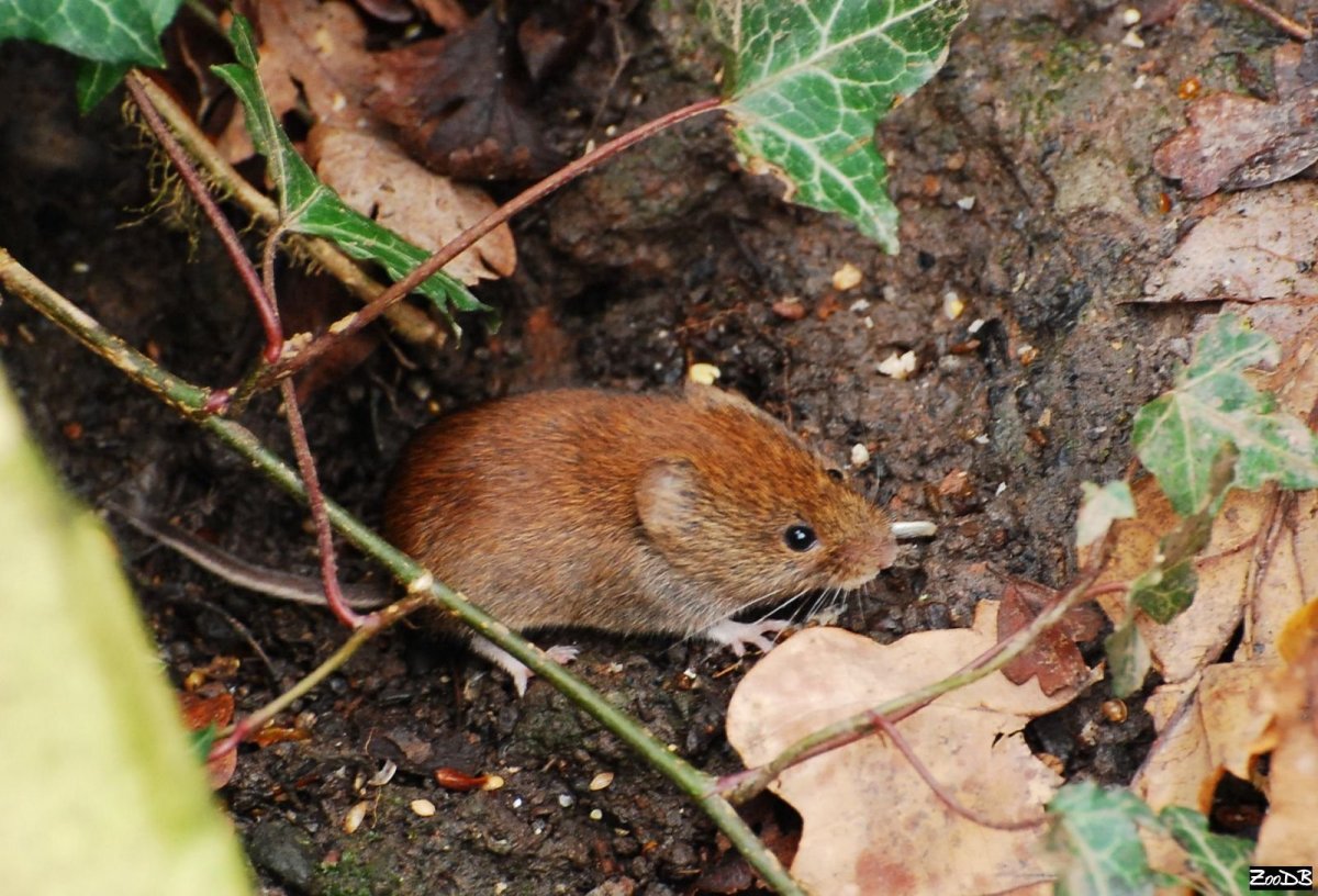 Эворонская полевка