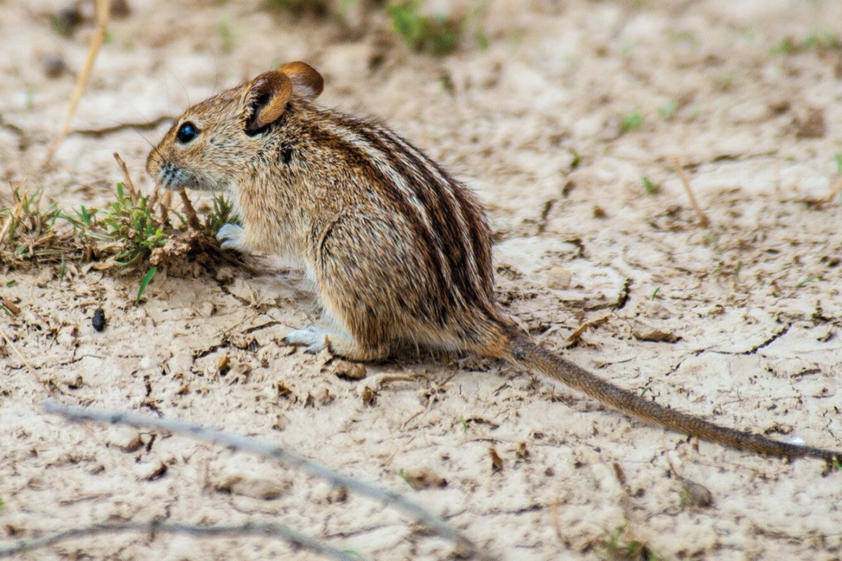 Барбарийская полосатая мышь