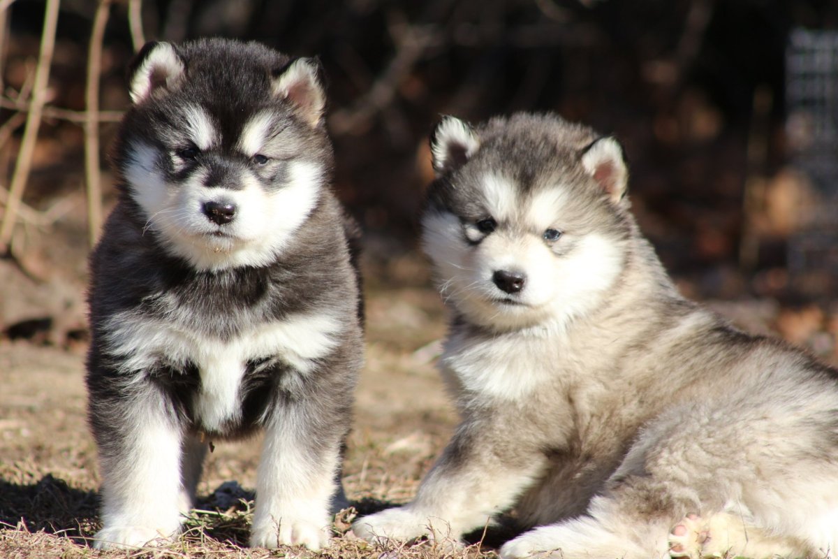 Аляскинский маламут пушистый
