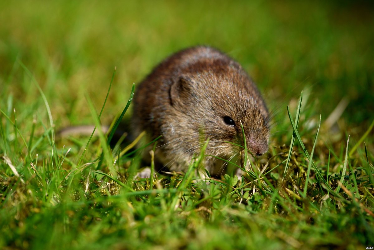 Полевка Миддендорфа