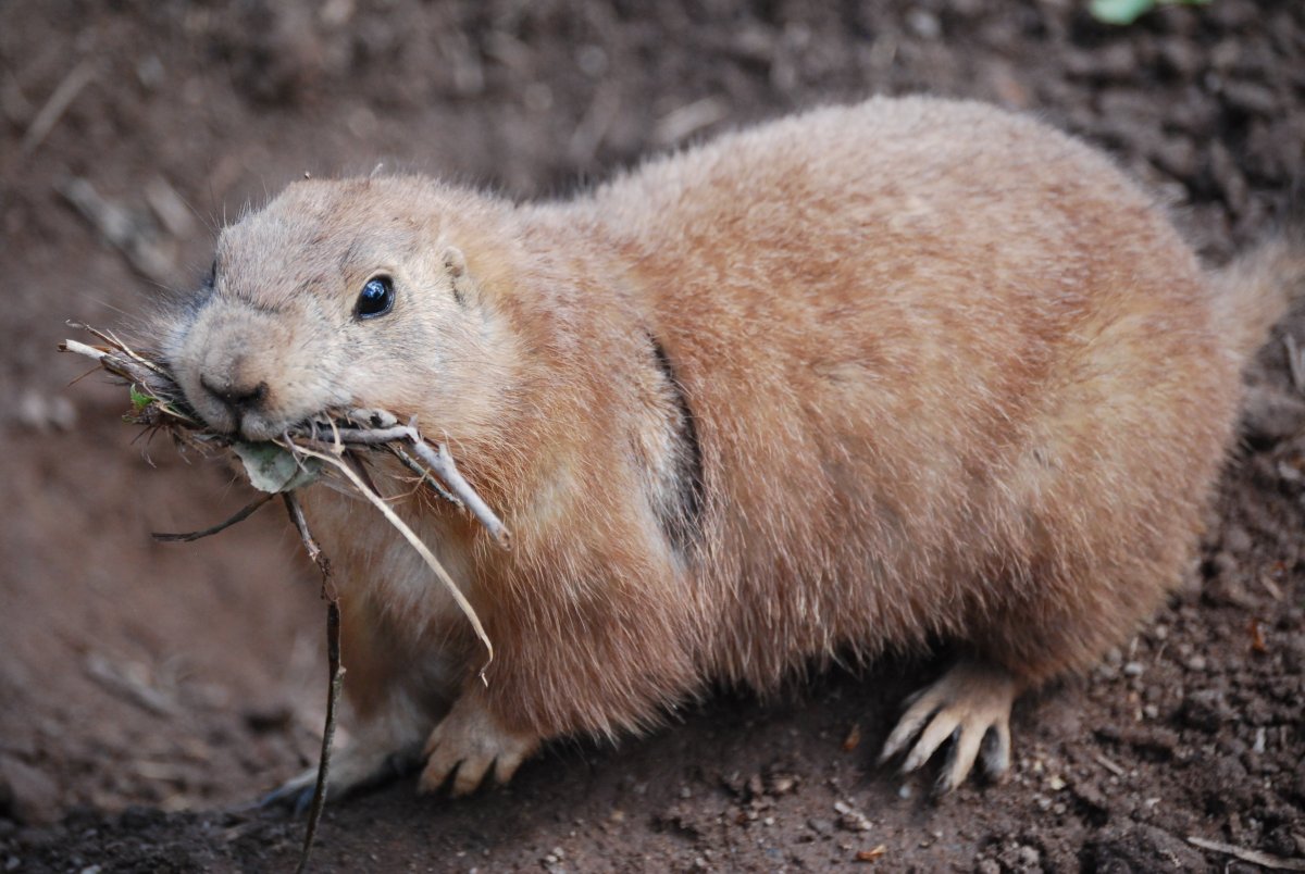 Медведка грызун