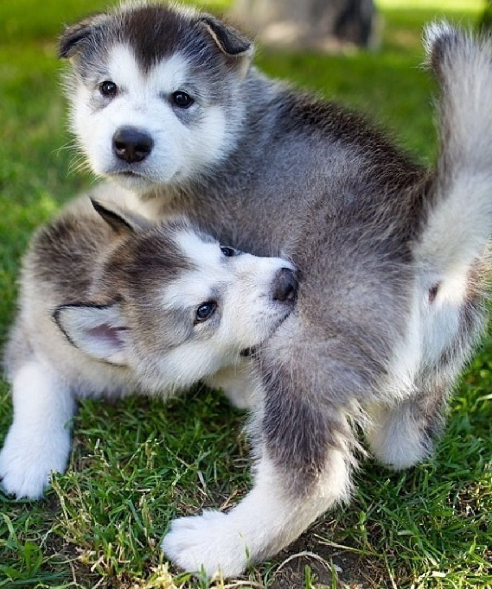 Сибирский маламут -Сибирский хаски