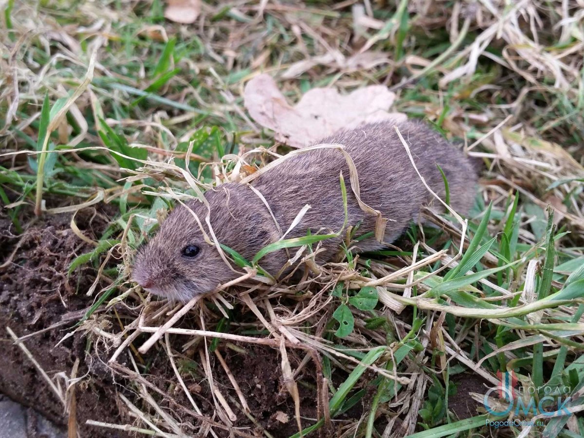 Луговая собачка Гуннисона