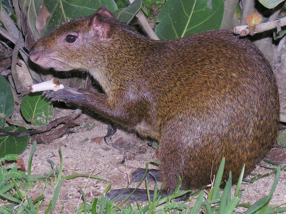 Желтогорлая мышь Apodemus flavicollis