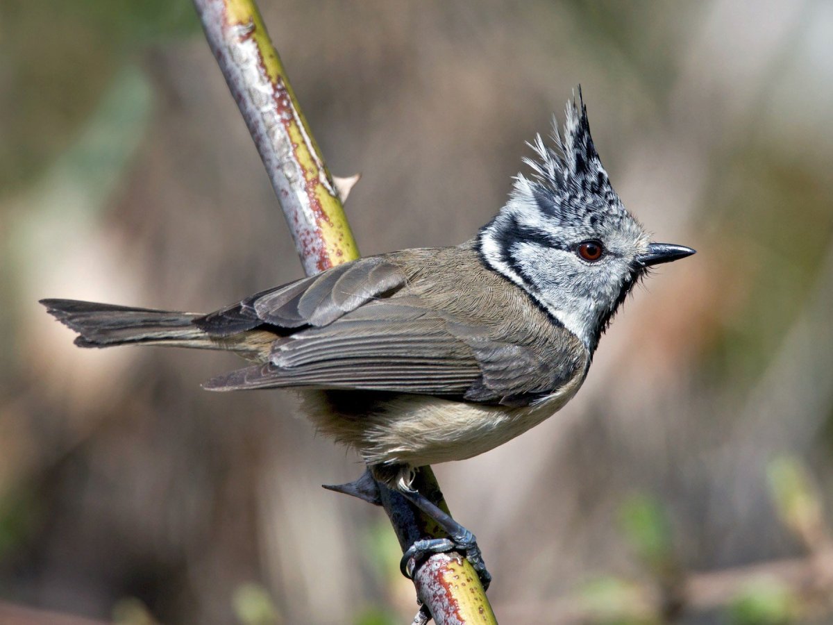 Птица больше воробья с хохолком