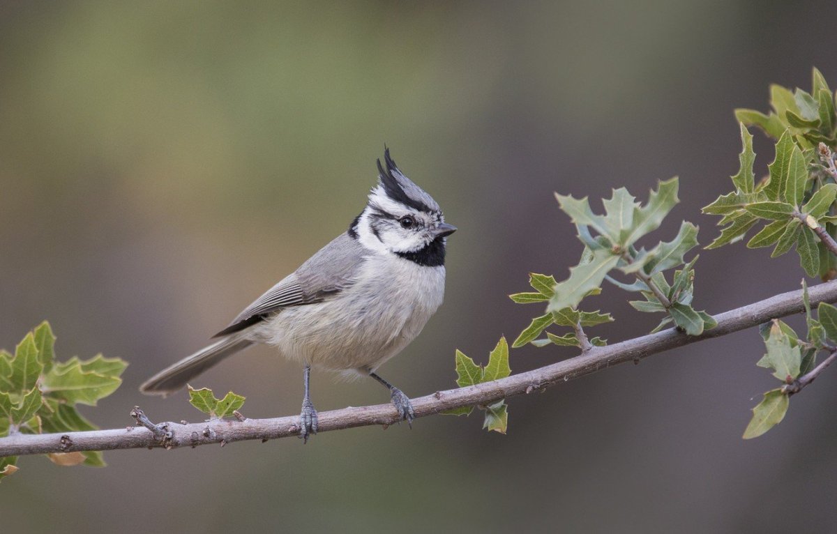 Tufted Titmouse птица
