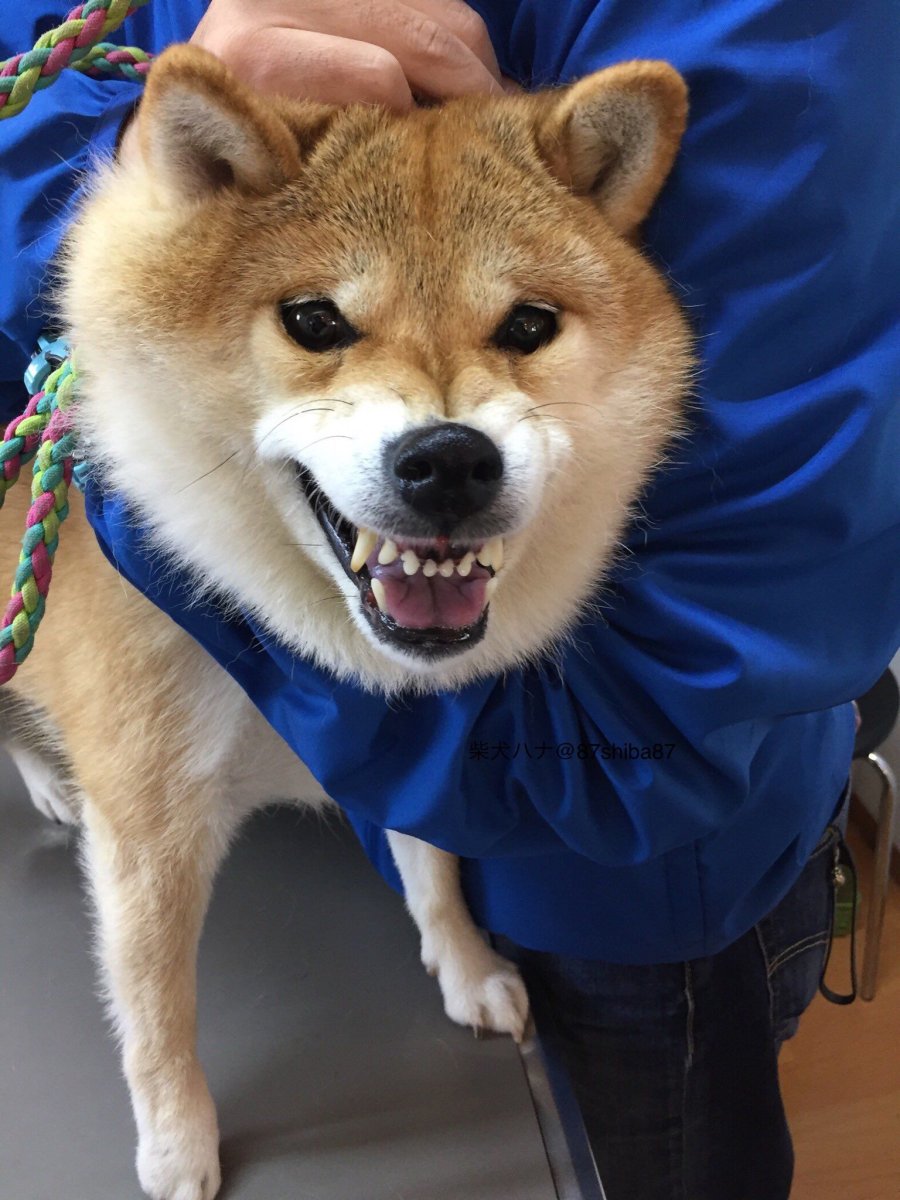 Японская порода собак сиба-ину