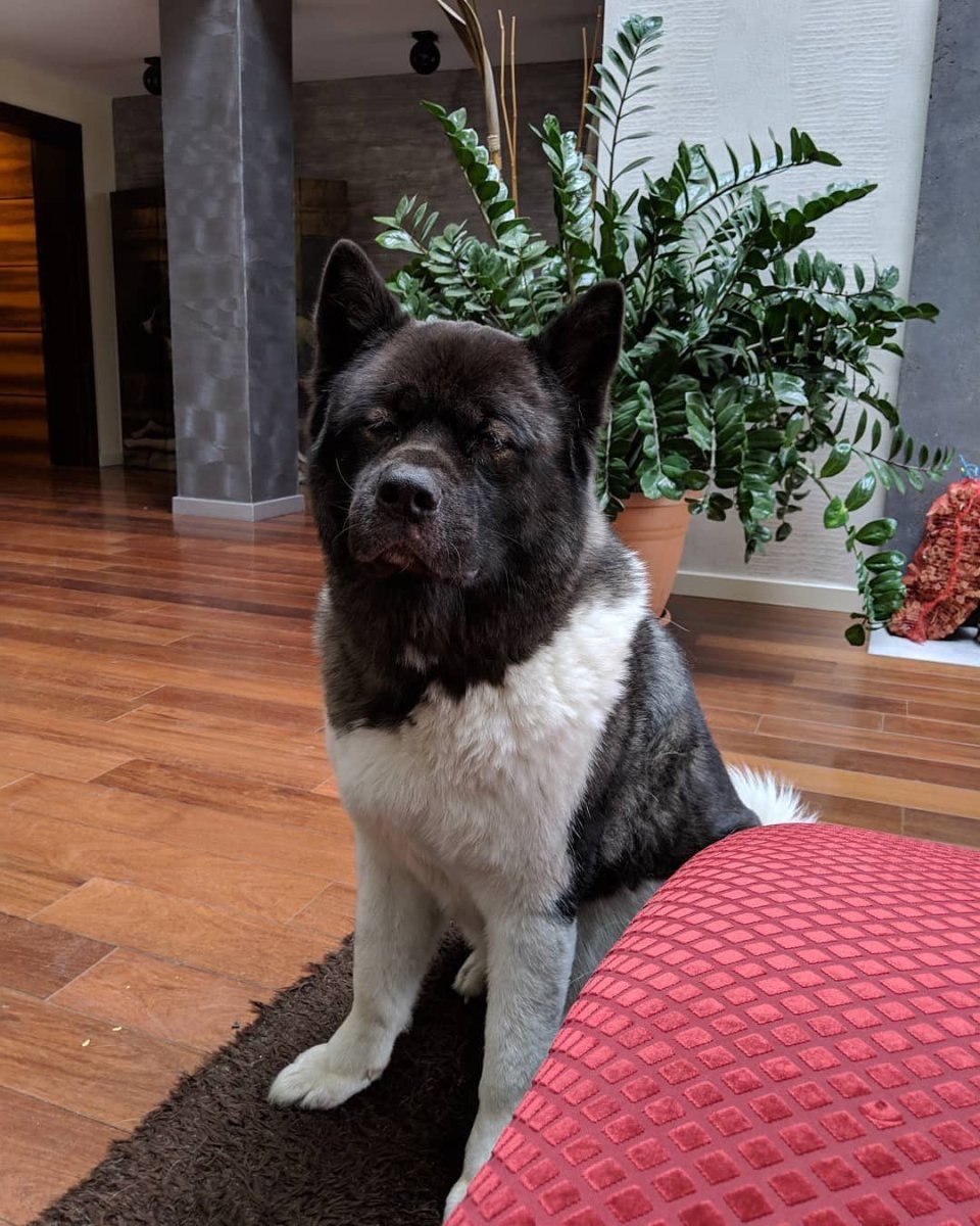 Собака американская Акита